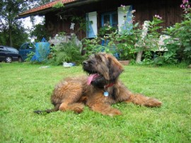 E-Wurf - Erstes Welpentreffen - No 1