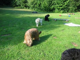 E-Wurf - Erstes Welpentreffen - No 2 E-Wurf - Erstes Welpentreffen - No 2