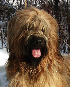 Emilio de l `Avenue du Miel