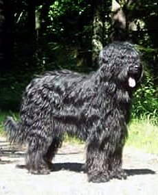 Fiora Luna vom Hexenhof