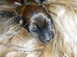 Lunas Welpen - No 3 - 11042008