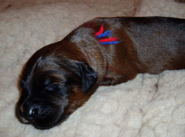 Lunas Welpen - No 4 - 11042008