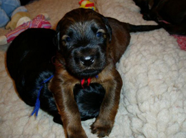 Lunas Welpen - No 5 -  22042008