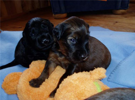 Lunas Welpen - No 6 -  22042008