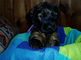 Lunas Welpen - No 8 - 30042008 Lunas Welpen - No 8 - 30042008