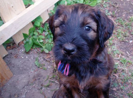 Lunas Welpen - No 11 - 18052008