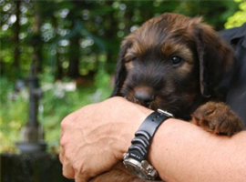 Lunas Welpen - No 12 - 18052008