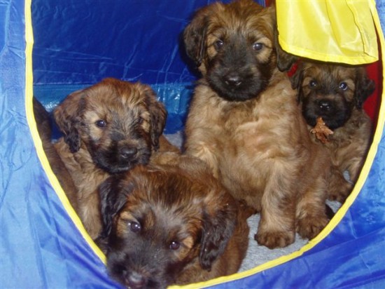 A-Wurf - 3ter Geburtstag A-Wurf - 3ter Geburtstag