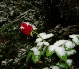 Rose mit Schnee