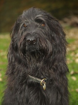 Bambou im November 2009