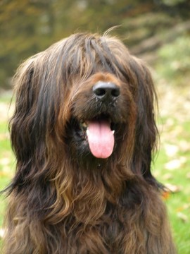 Damian im Herbst 2009