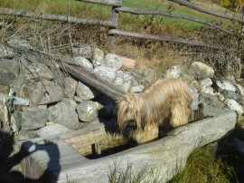 Loulou im Trog Loulou im Trog