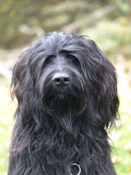 Nelli im Herbst 2009