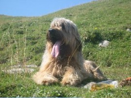 Miro beim Bergwandern