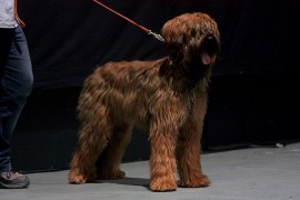 corazon-notre-reve-de-la-future