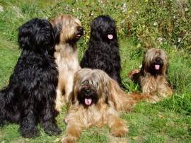 Unsere Hunde 2011