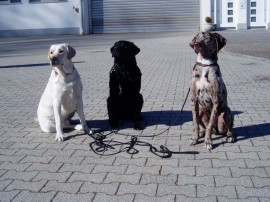Balou, Tyson und Aran