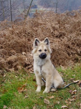 Falko in der Welpenstunde