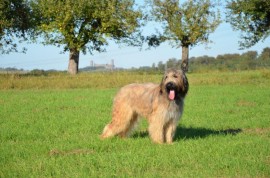 Finlay_im_Oppershofener_Feld_044