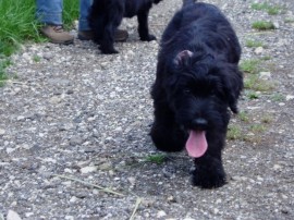 Kleiner Hund, ganz müde