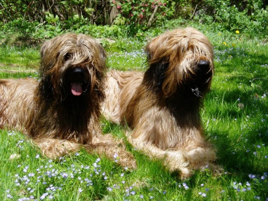 P1010064 Mia und Loca - nass und glücklich...