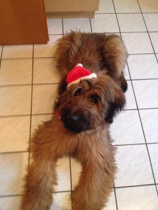 Maddox Weihnachtsmann